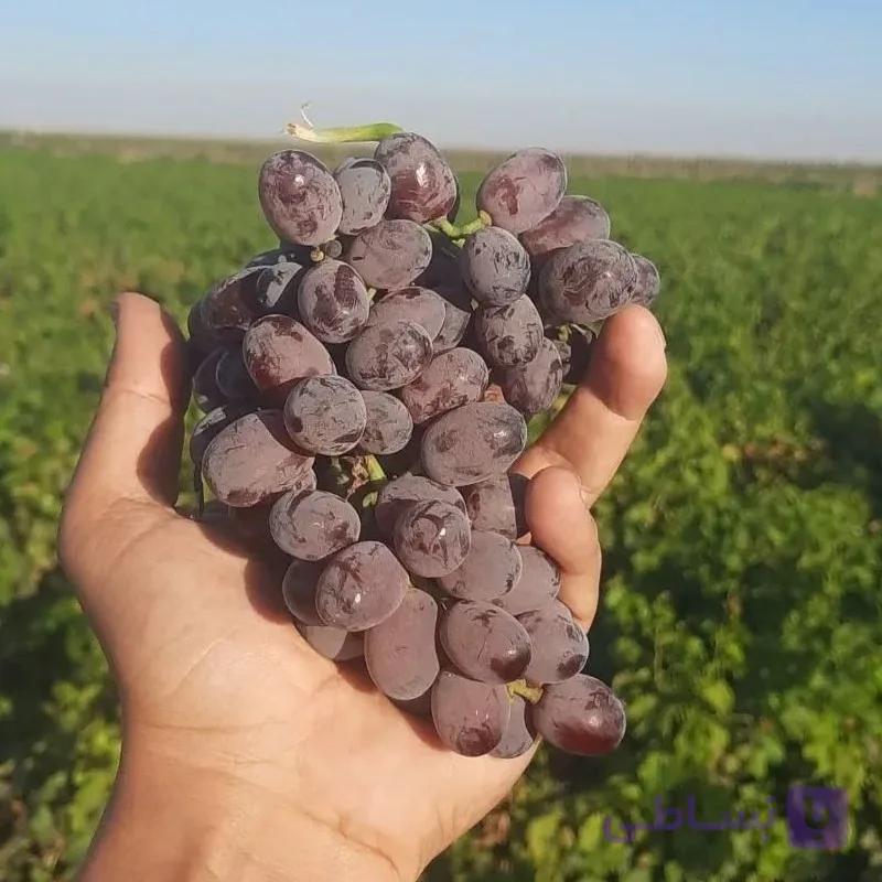 نهال انگور صاحبی درجه یک