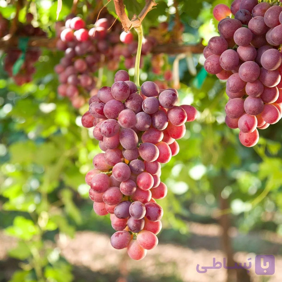 نهال انگور شاهانی قزوین