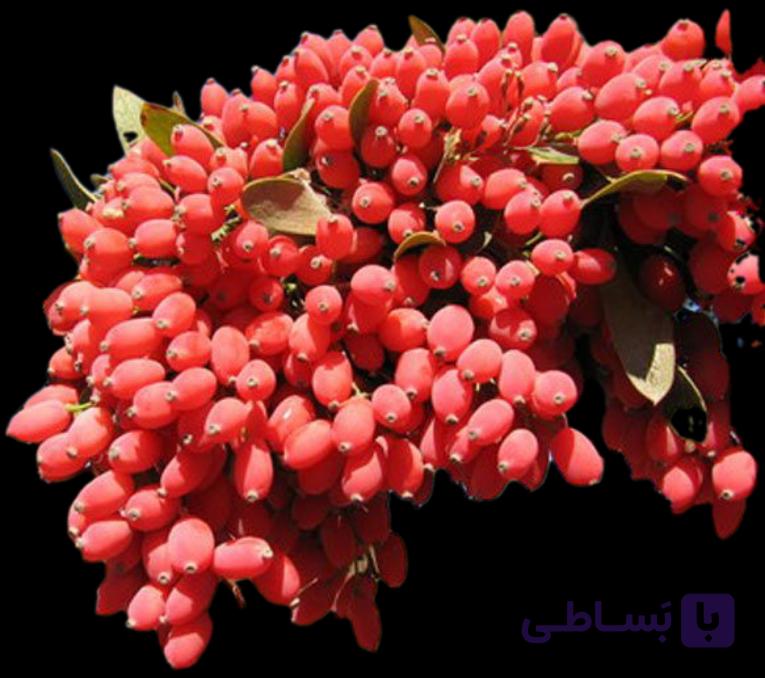 نهال زرشک پفکی دوساله تکی