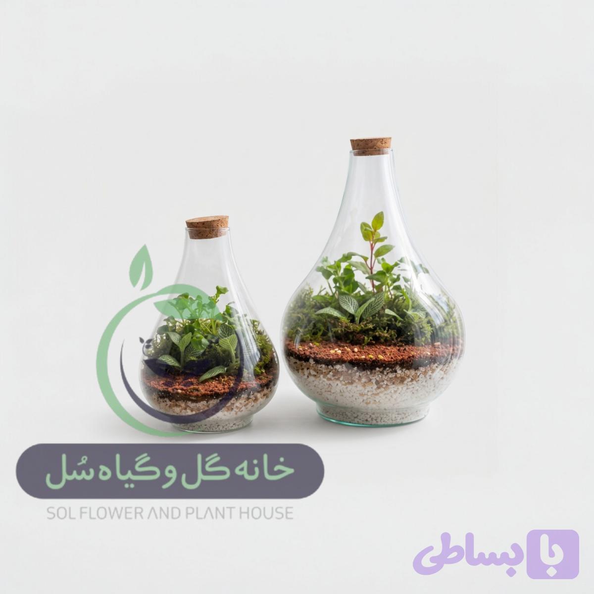 تراریوم مدل طاووسی سل تراریوم — تصویر 1