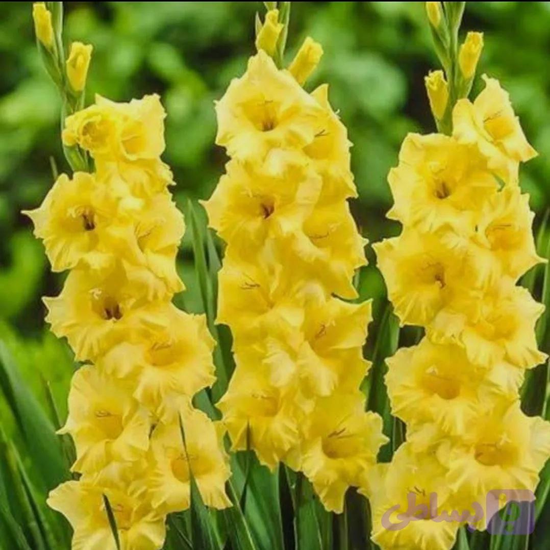 پیاز گلایل زرد