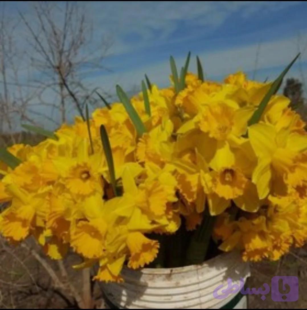 پیاز گل نرگس ژونکی گلده بسته ۱۰۰ گرمی