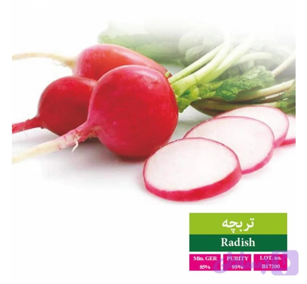 بذر تربچه رویان