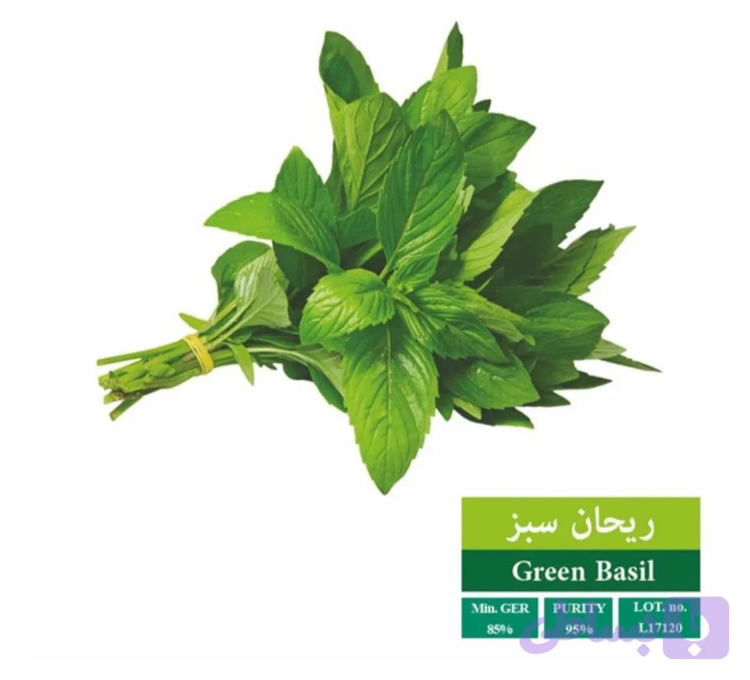 بذر ریحان سبز رویان