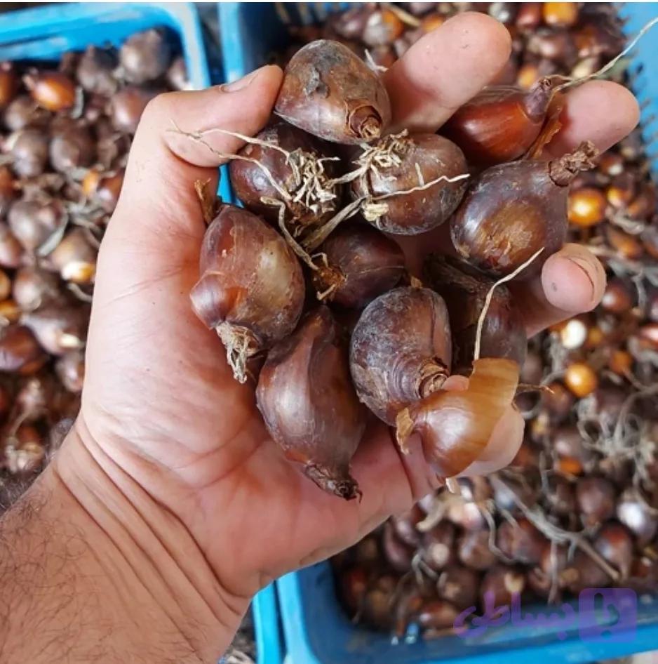 پیاز نرگس شهلا بذری (50 عددی)
