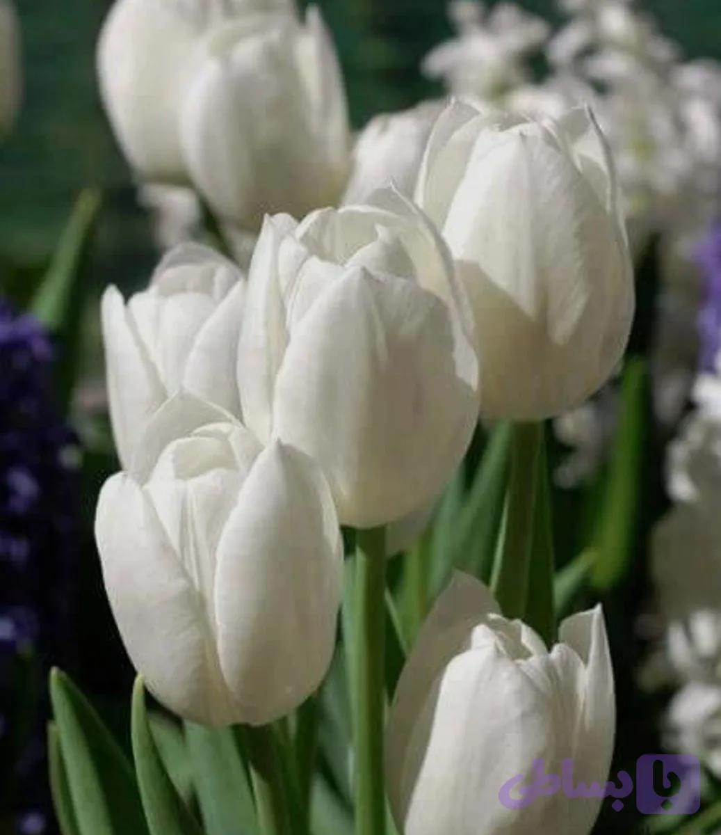 پیاز گل لاله هلندی سفید