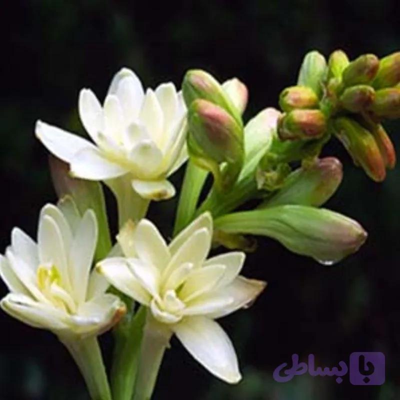 پیاز گل مریم معطر ریز