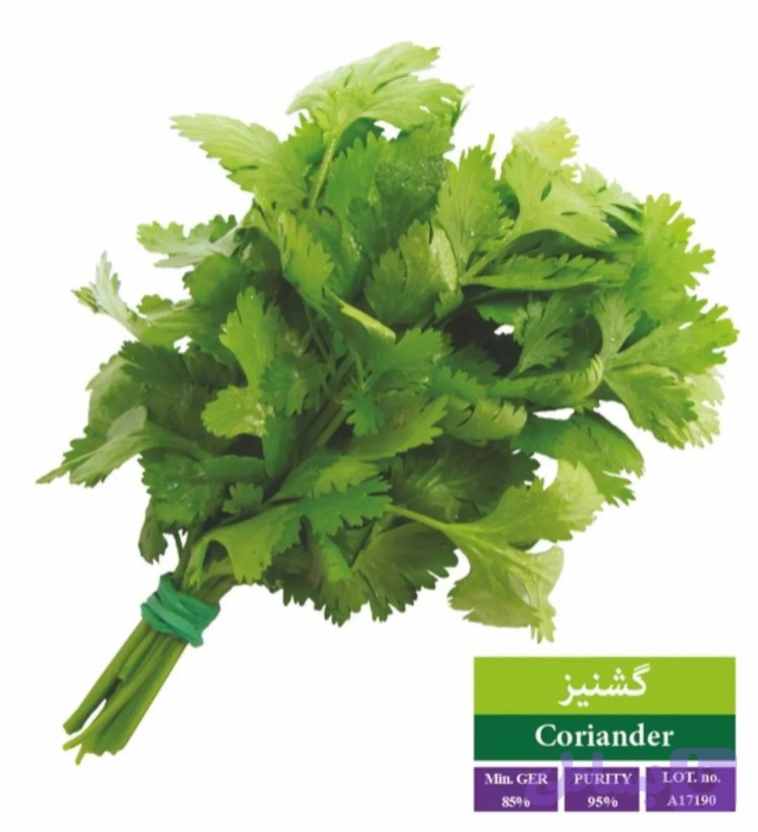 بذر گیشنیز رویان