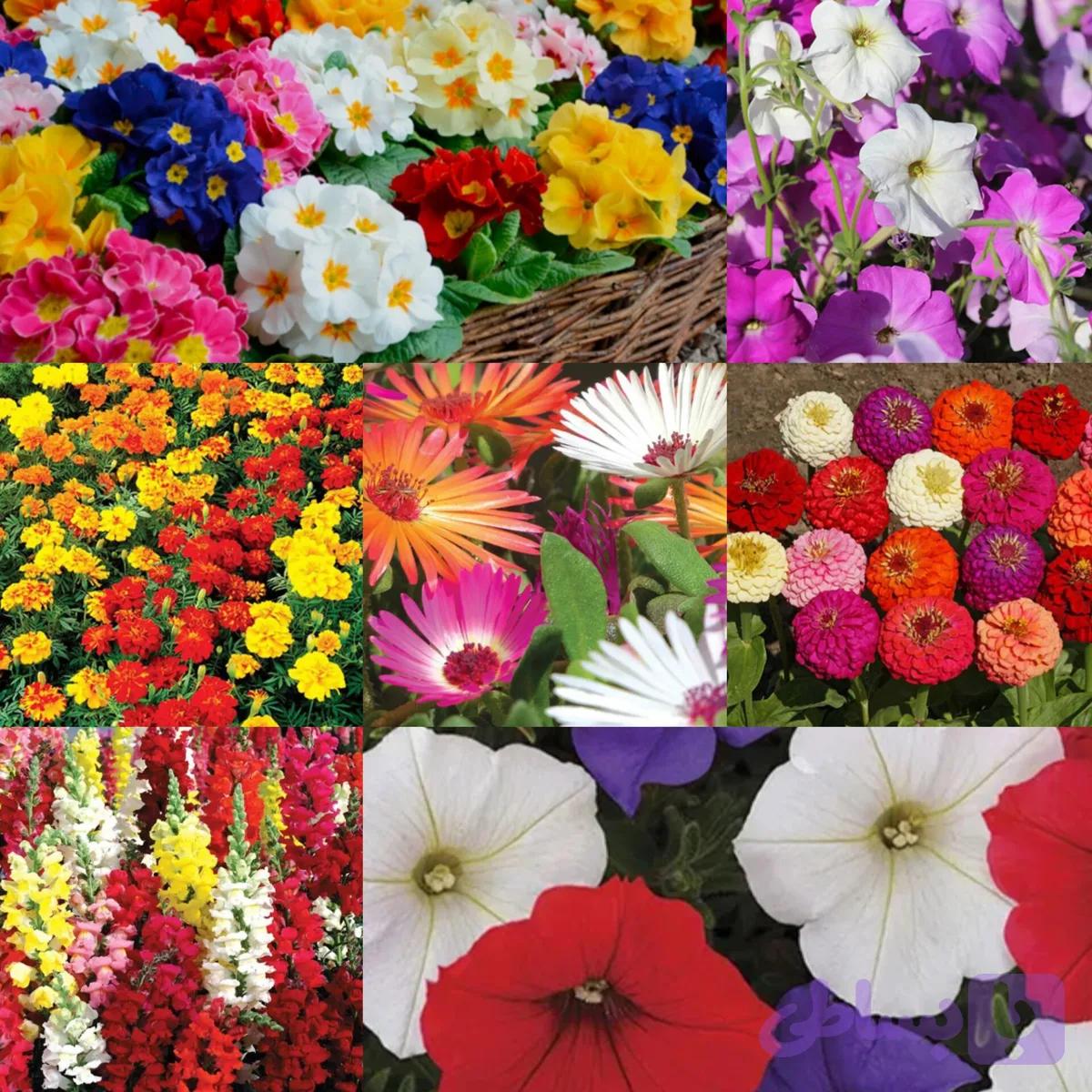 پک ۶ تایی بذر گلهای بهاری