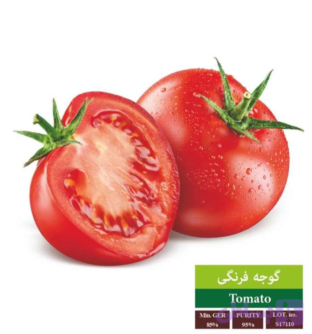بذر گوجه فرنگی رویان