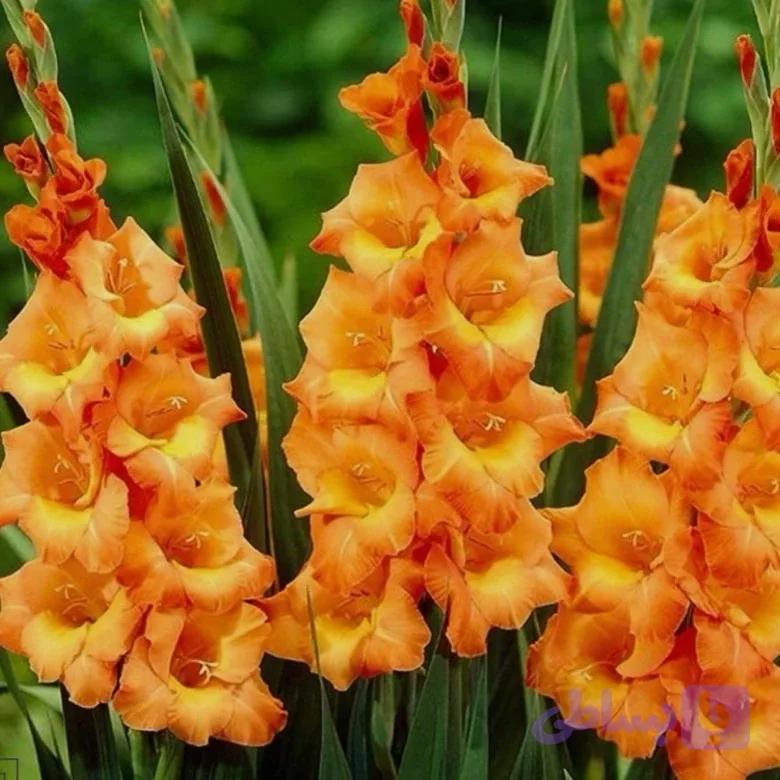 پیاز گلایل نارنجی