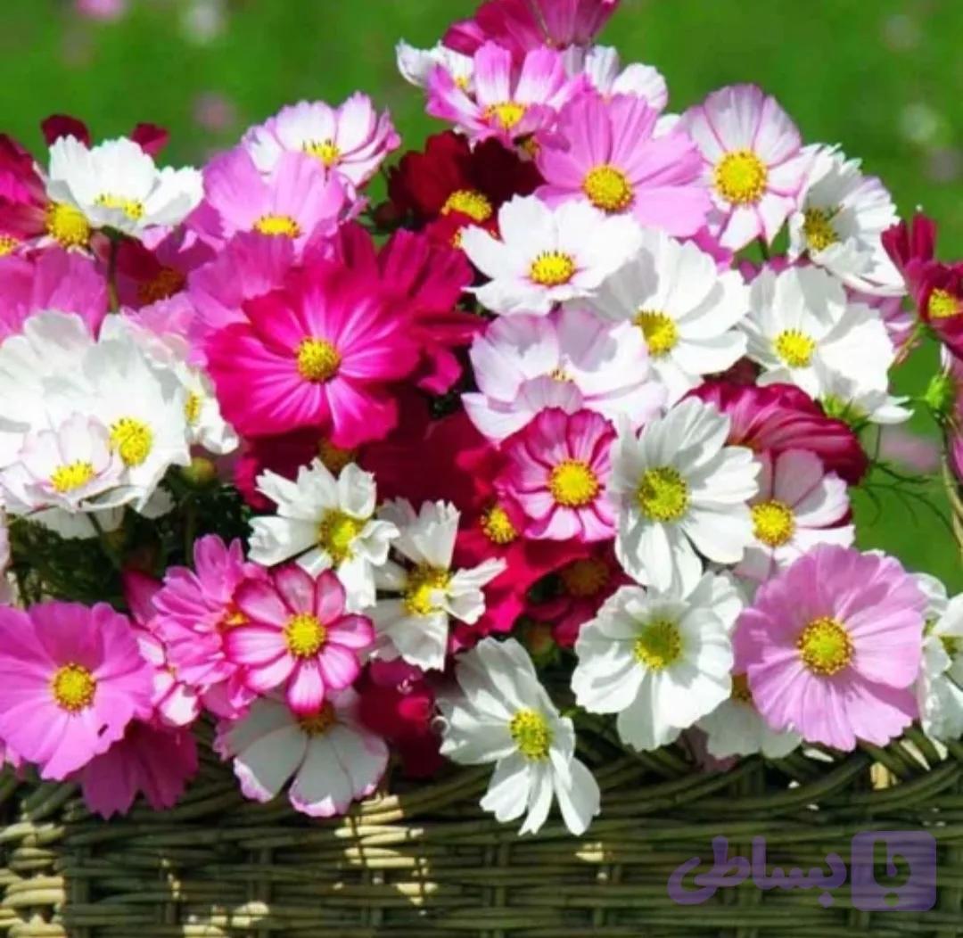 بذر ستاره ای پرگل الوان