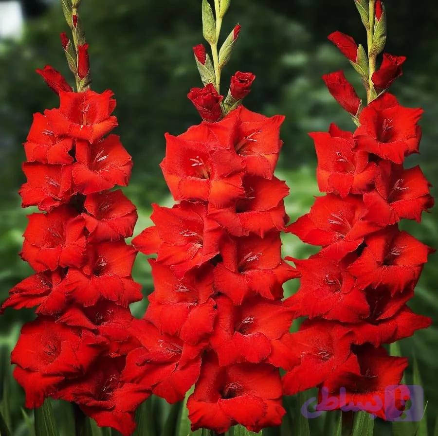 پیاز گلایل قرمز پک ۳ عددی