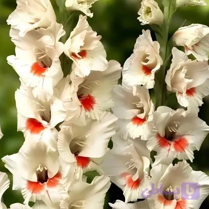 پیاز گلایل سفید خال قرمز