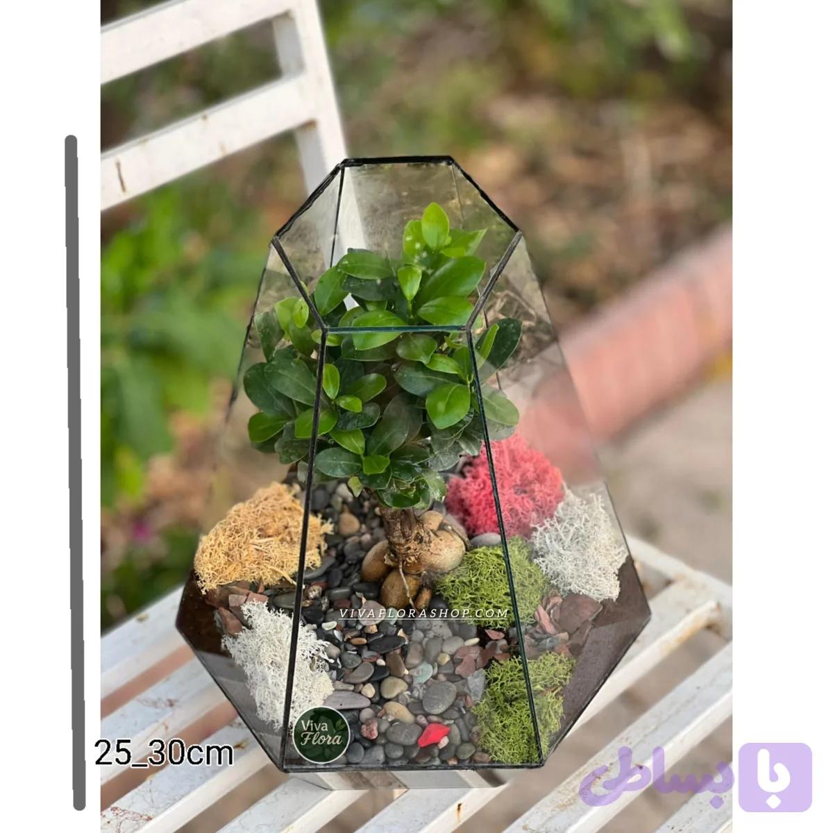 تراریوم بونسای جنسینگ راز سبز