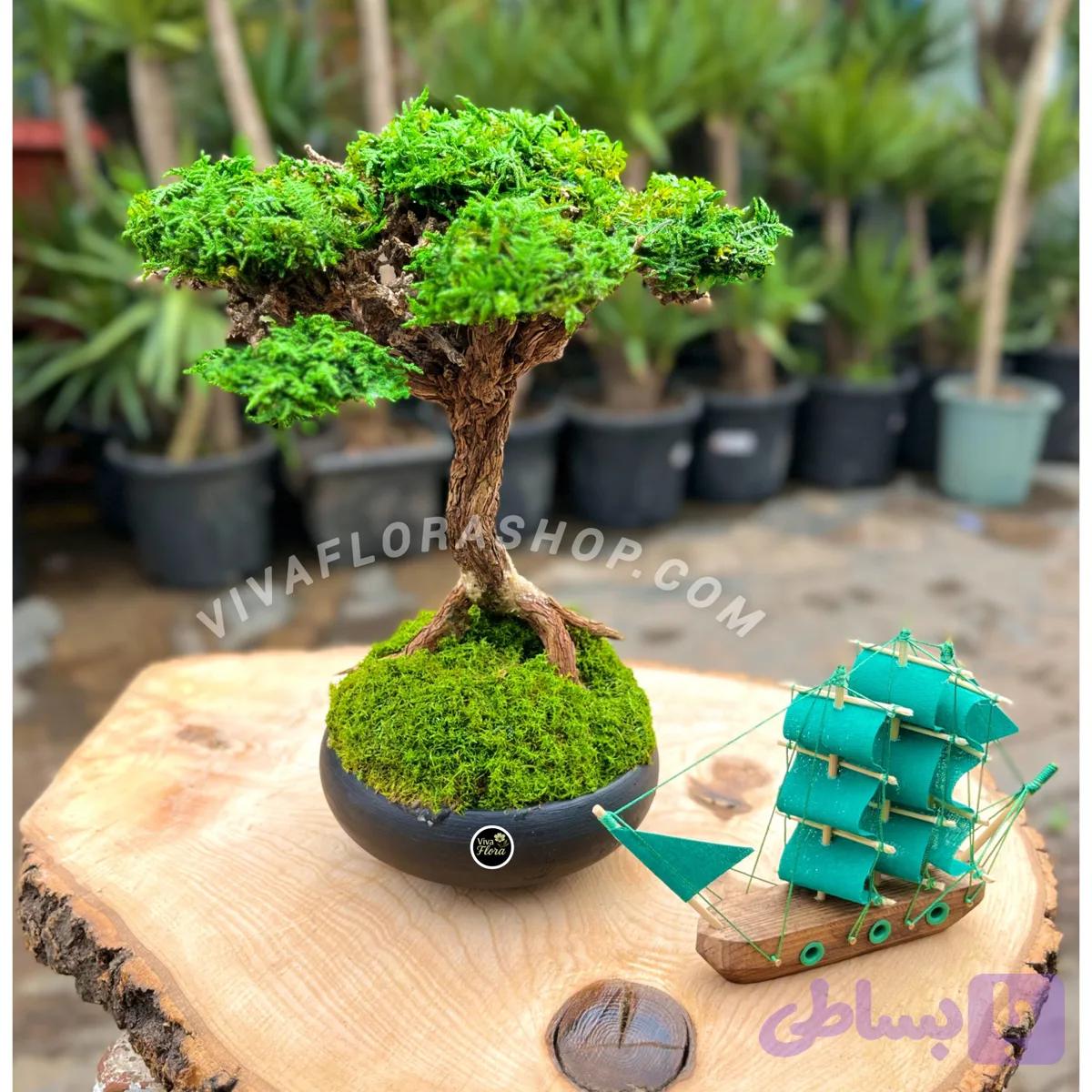بنسای جاودان نغمه ی ساحل