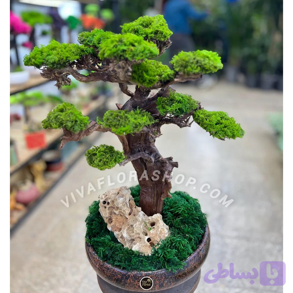 بنسای جاودان خموش سبز