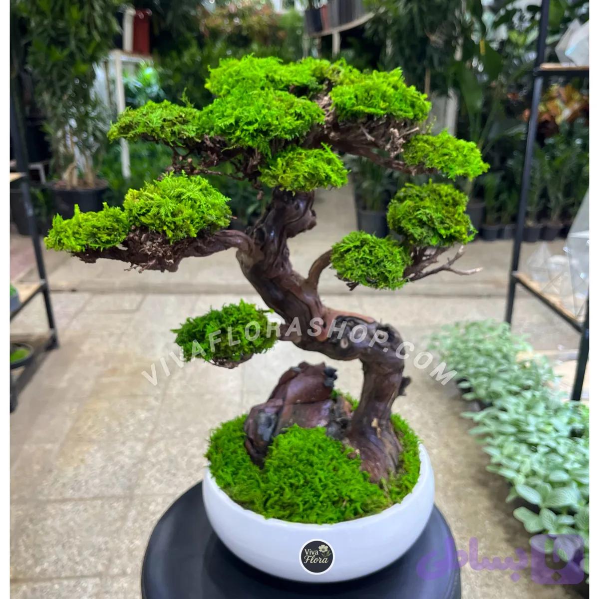 بنسای جاودان رستاخیز سبز