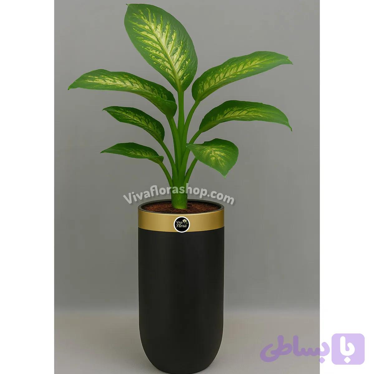 گیاه دیفن باخیا با گلدان فایبرگلاس مخملی