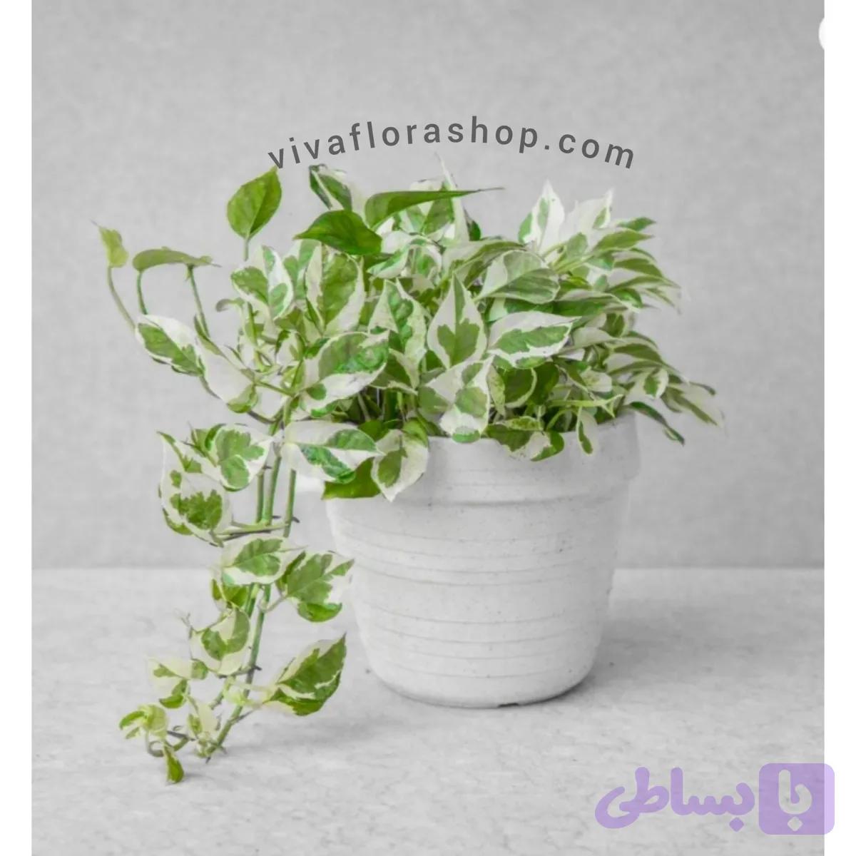 گیاه پتوس ارتشی