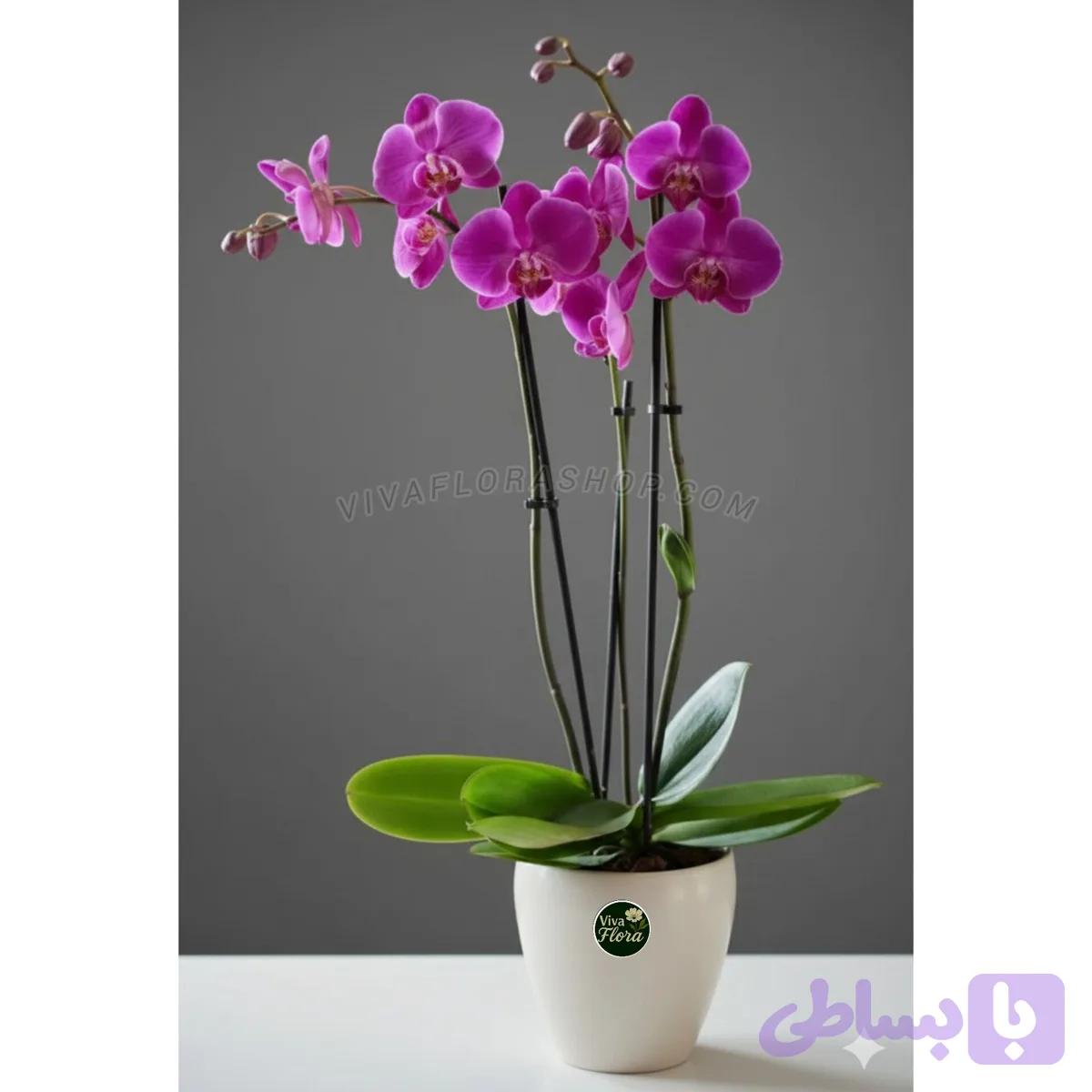 گلدان ارکیده مینیاتوری بنفش دو شاخه