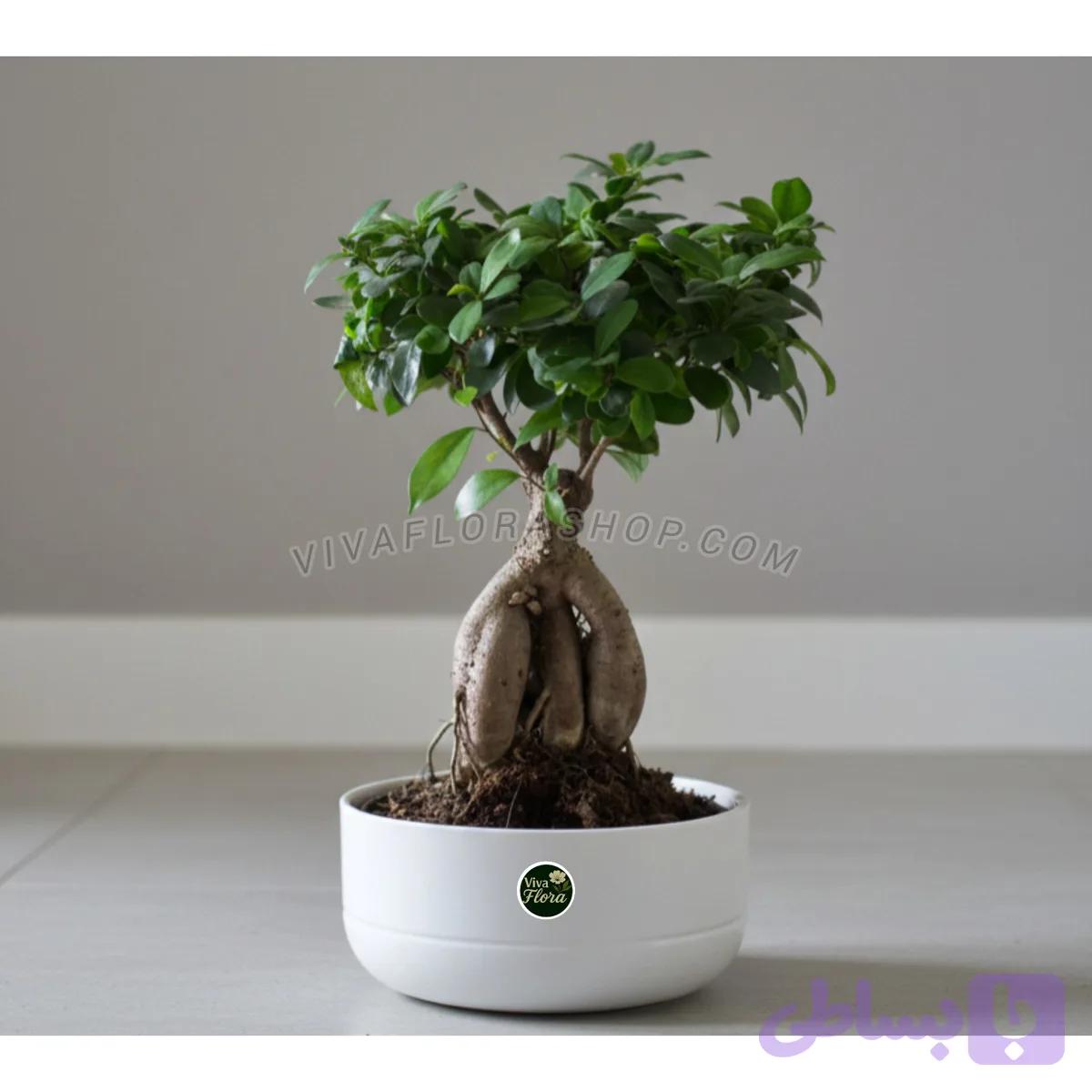 بونسای جنسینگ با گلدان سرامیکی