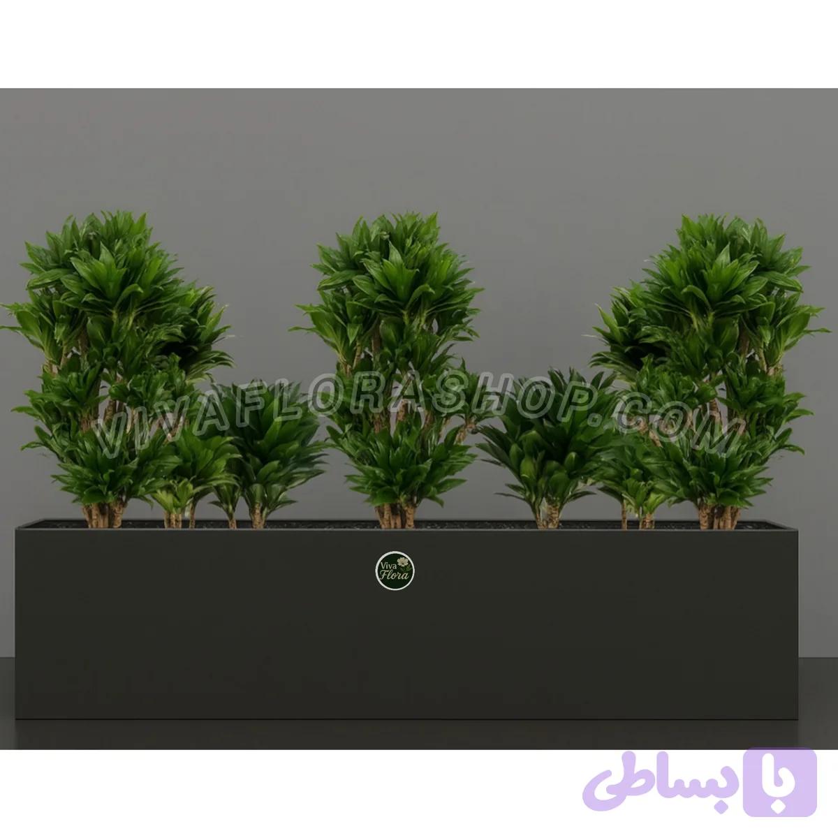 دراسنا کامپکت با فلاور باکس مشکی