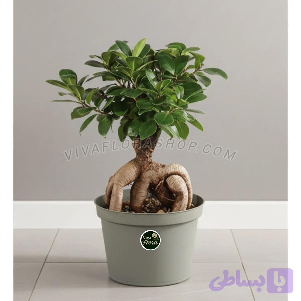 بونسای جنسینگ با گلدان پلاستیکی