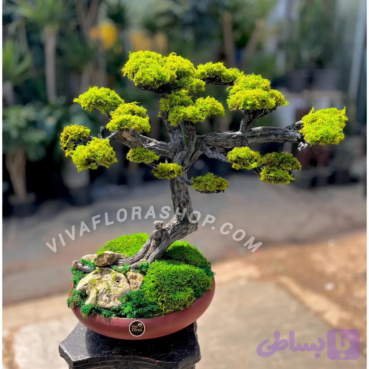 بنسای جاودان آیین روشن