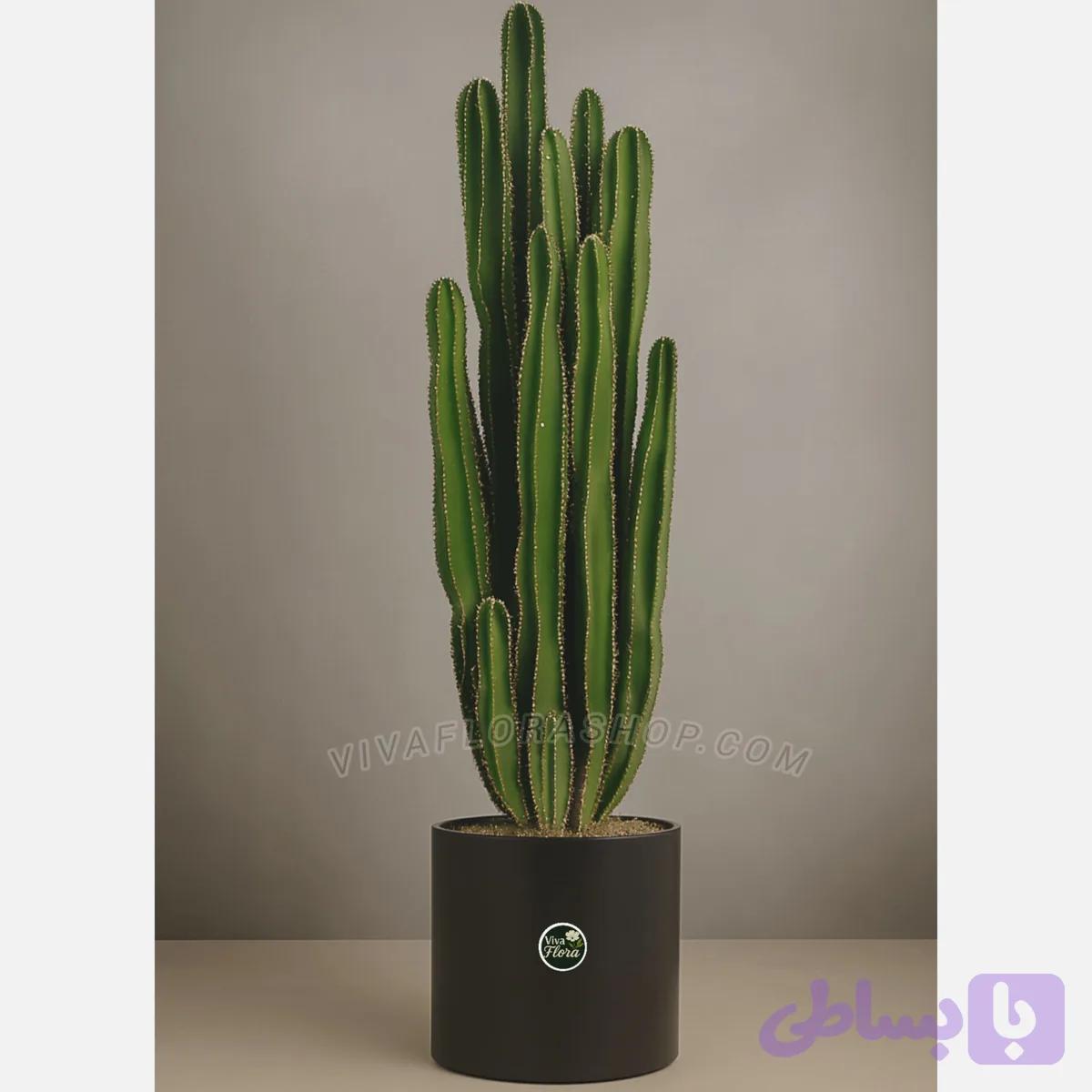 گیاه افوربیا سه متری لوکس