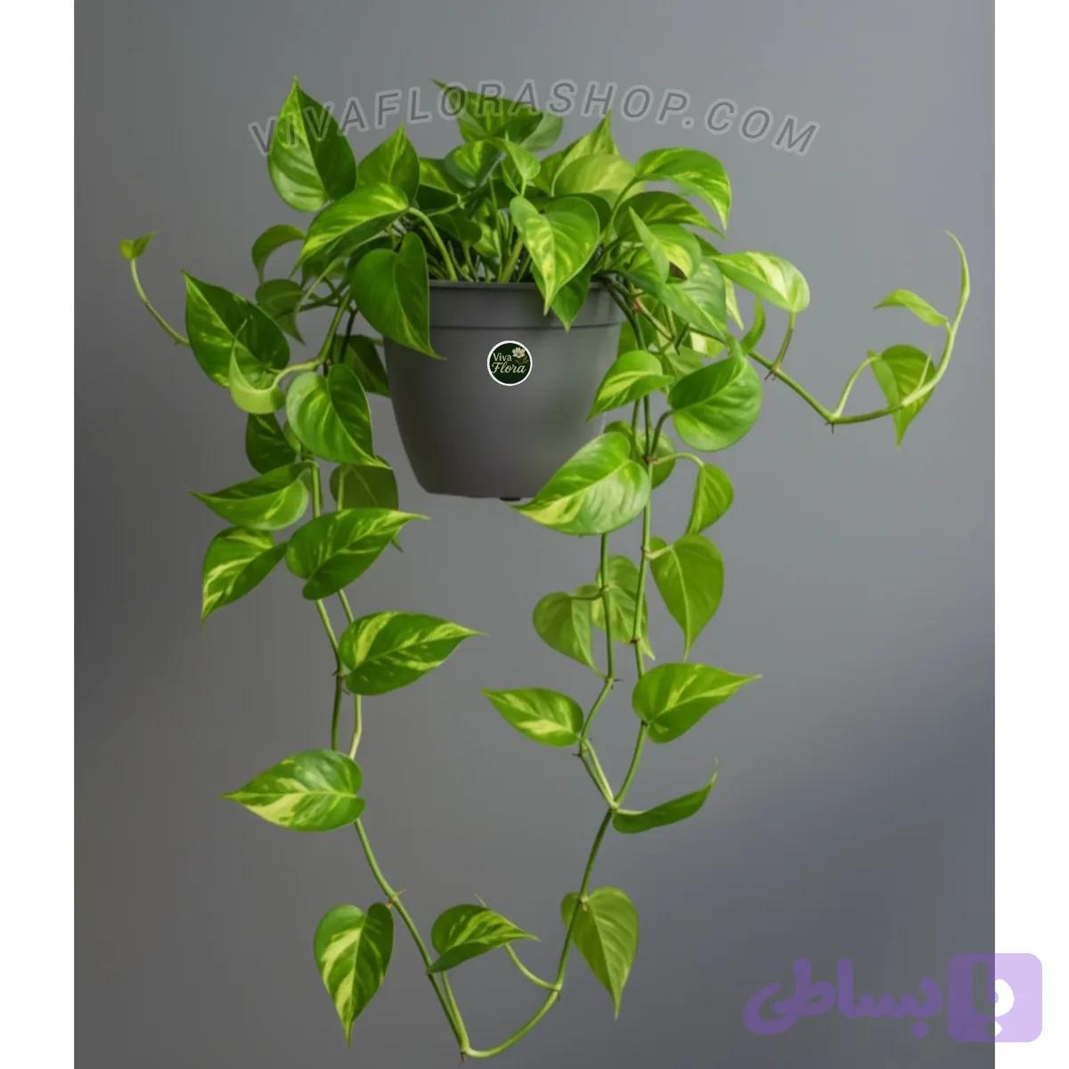 گیاه پتوس با گلدان پلاستیکی