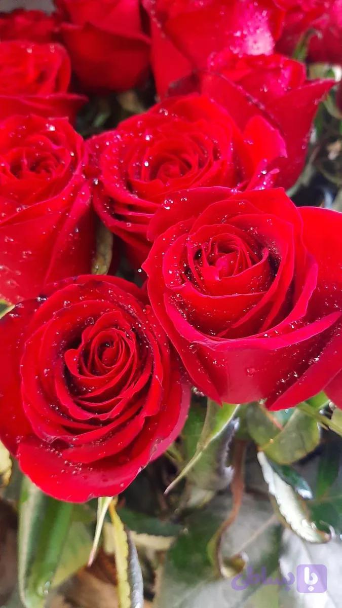 رز هلندی درجه ۱