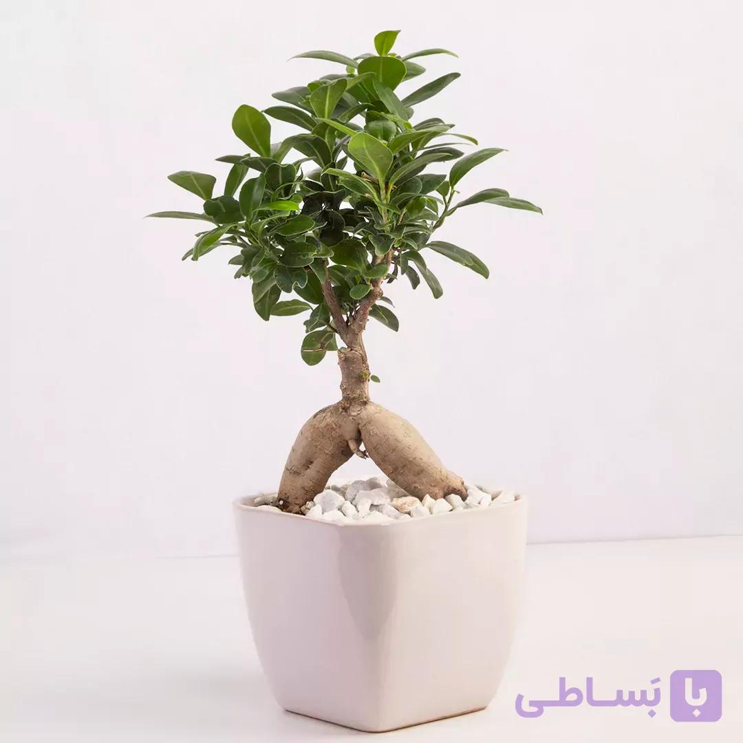 و خرید گیاه آپارتمانی بونسای جنسینگ کد 4400 |باختر