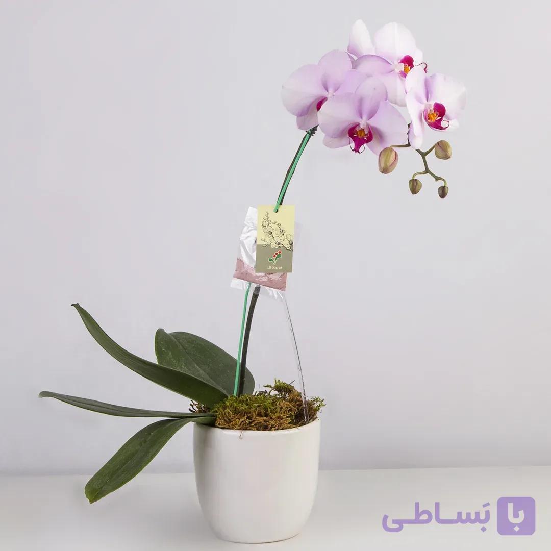 گلدان گل ارکیده صورتی کد 4310 ارسال رایگان|باختر