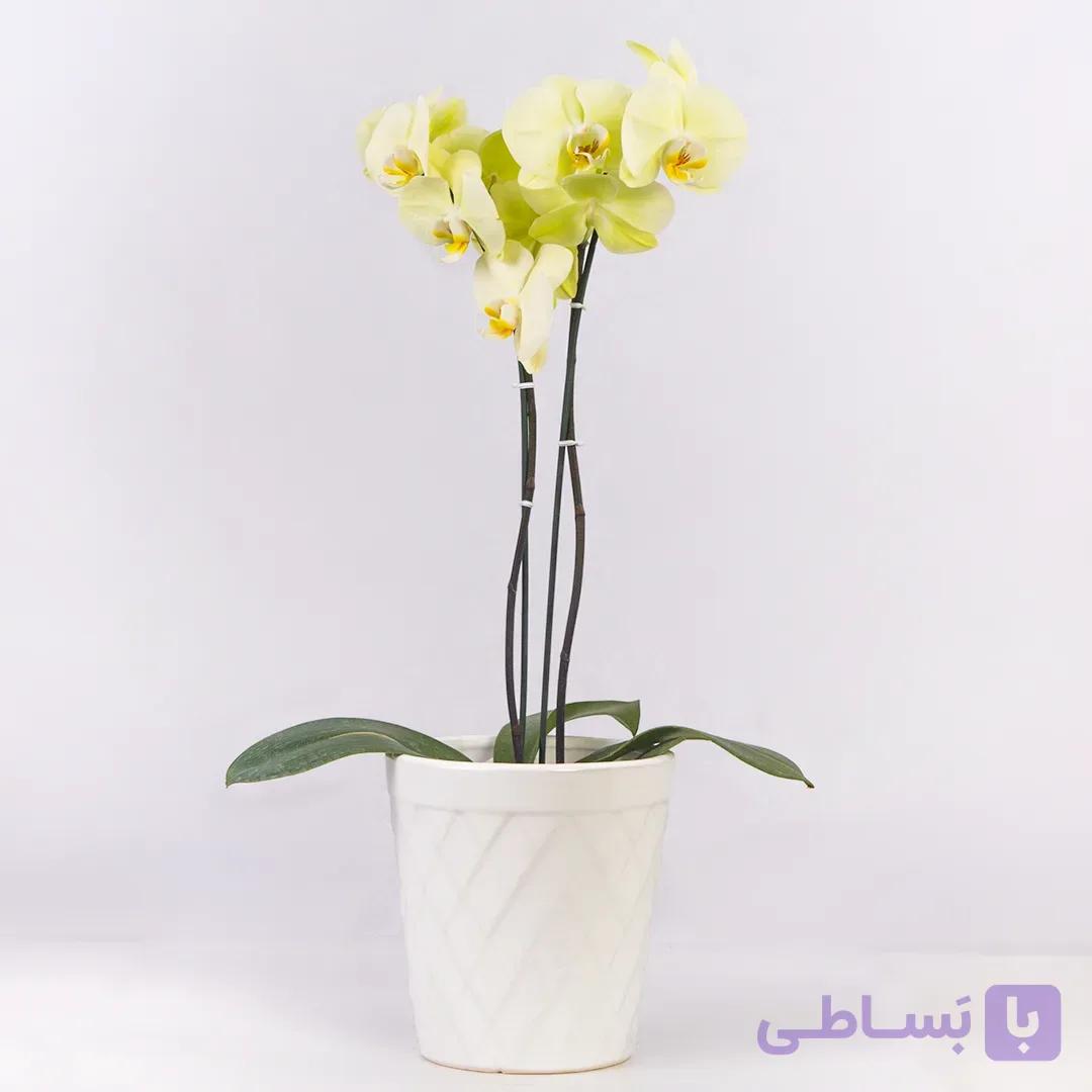 گلدان گل ارکیده لیمویی کد 4320+ ارسال رایگان |گل باختر