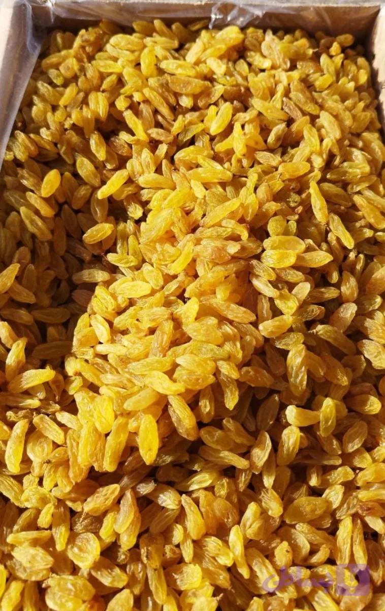 کشمش طلایی قلمی لوکس کاشمر صادراتی