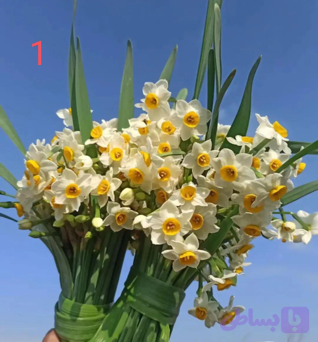 پیاز گل نرگس شهلا(شیراز) (یک کیلوگرمی) گلدهی از امسال