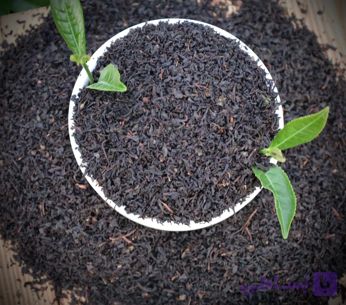 چای کله مورچه ای( ساچمه ای)
