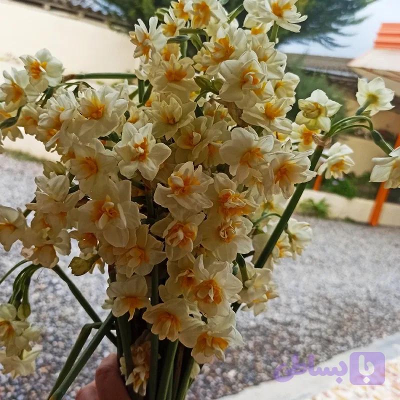 پیاز گل نرگس پُرپَر(عطری)