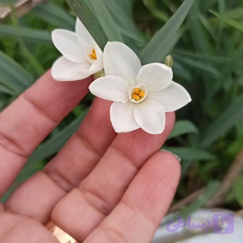 پیاز گل نرگس کریسمس (سفید)