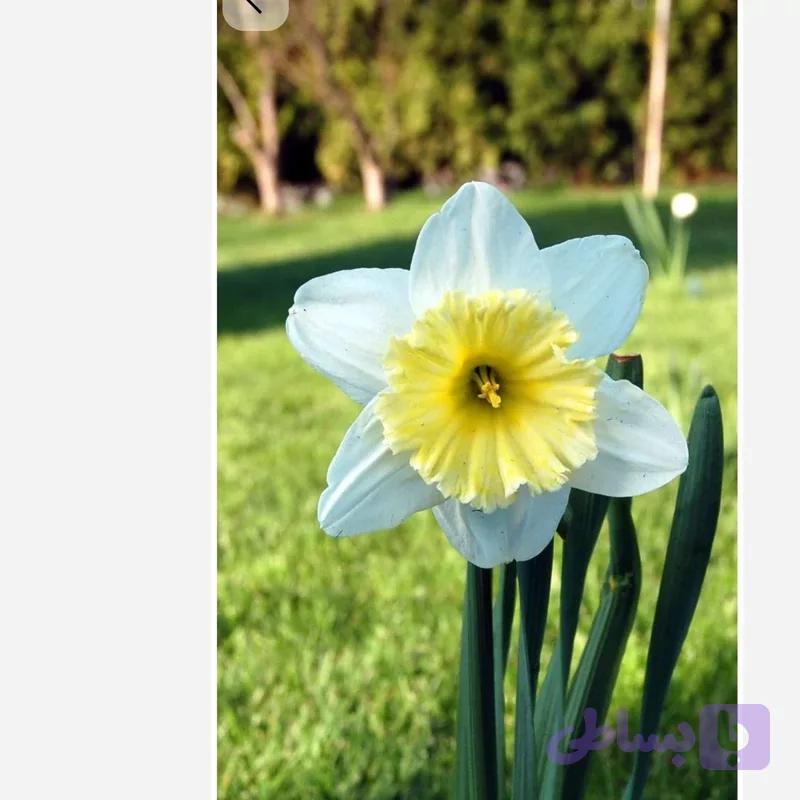 پیاز نرگس آیس فولیس دو عددی