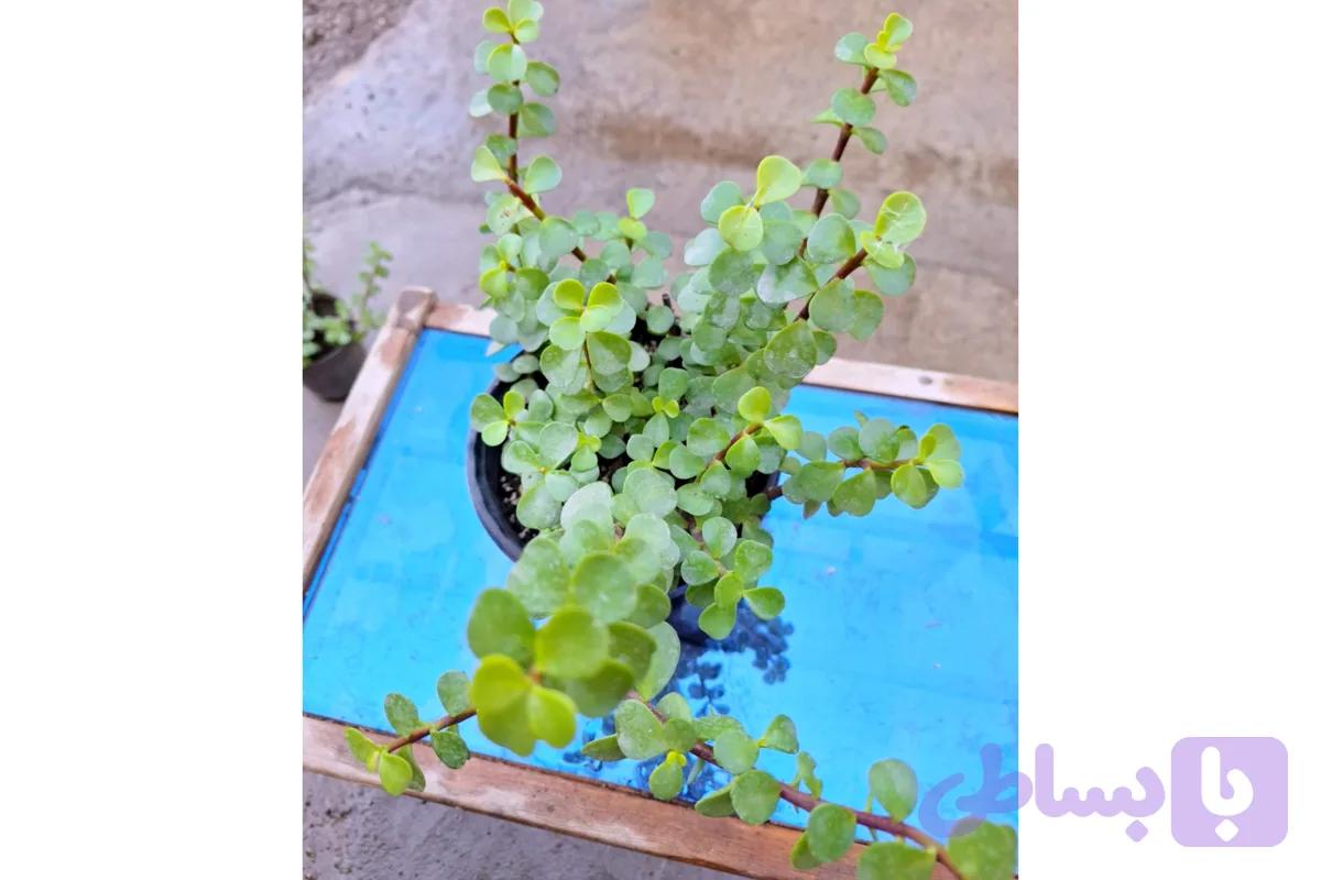 کراسولا خرفه ای