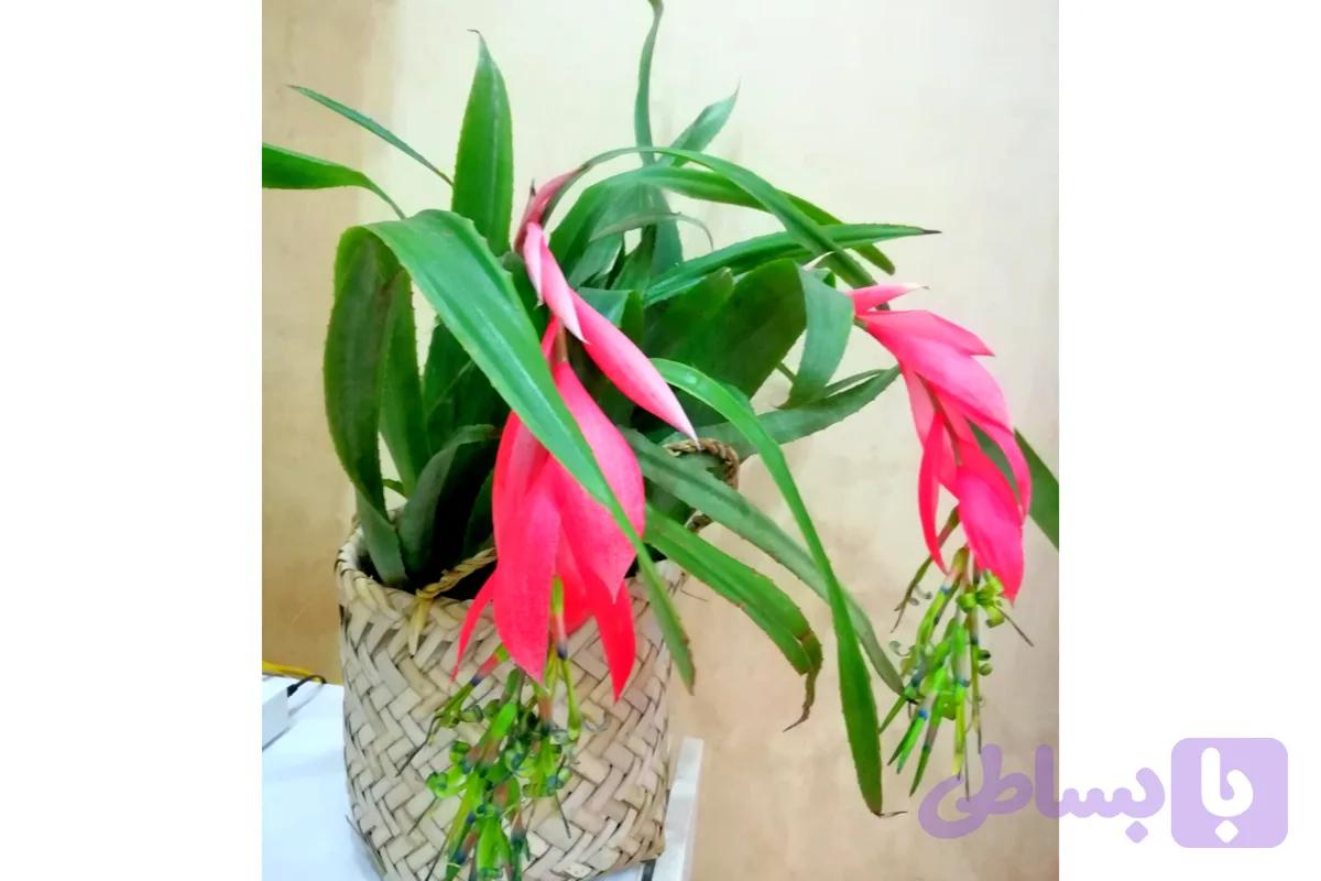 بیلبرجیا پر بوته