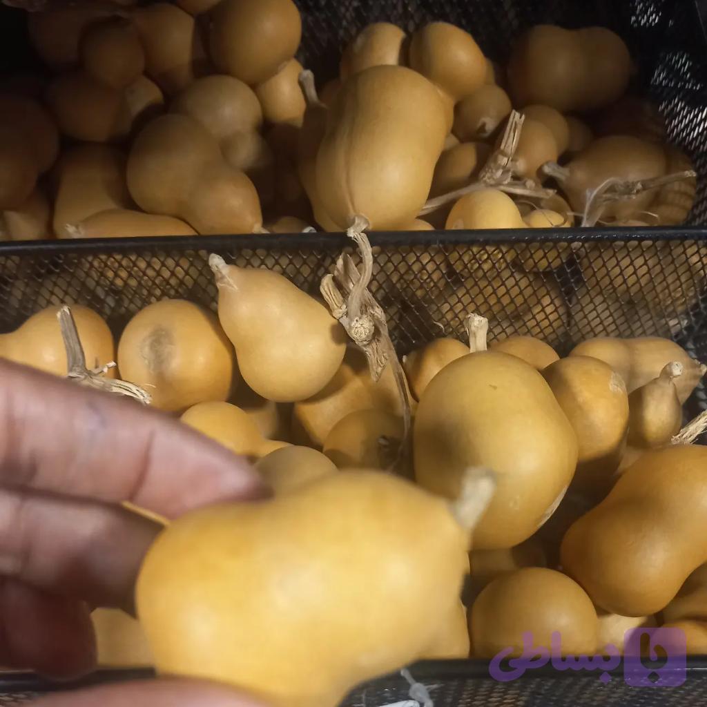 کدو قلیونی طبیعی — تصویر 1