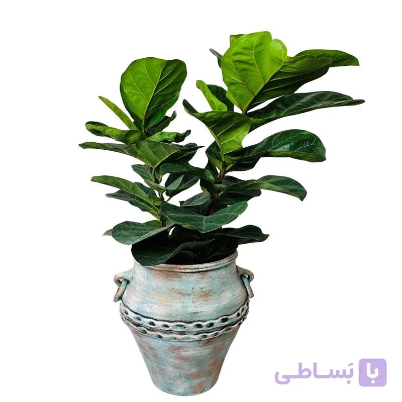 فیکوس لیراتا 2 شاخه — تصویر 1