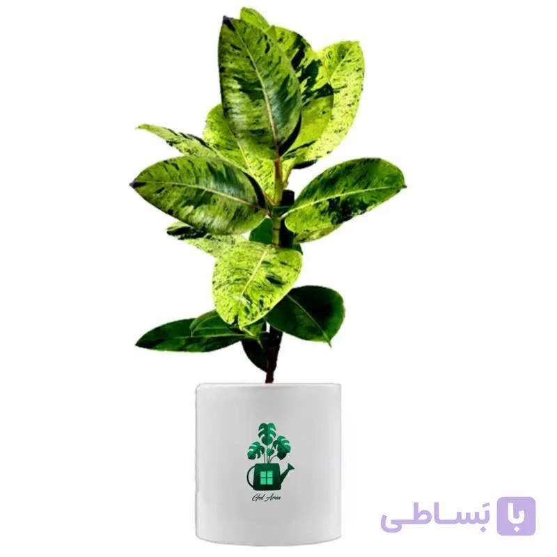 فیکوس ببری گلآرون — تصویر 1
