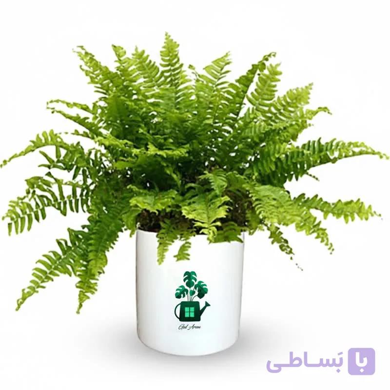 سرخس گلآرون — تصویر 1
