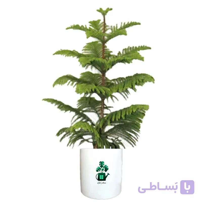 کاج مطبق گلآرون — تصویر 1