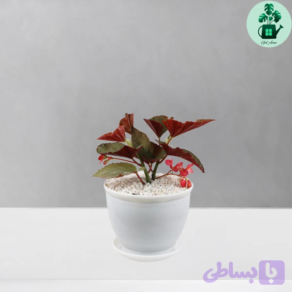 بگونیا خالدار — تصویر 1