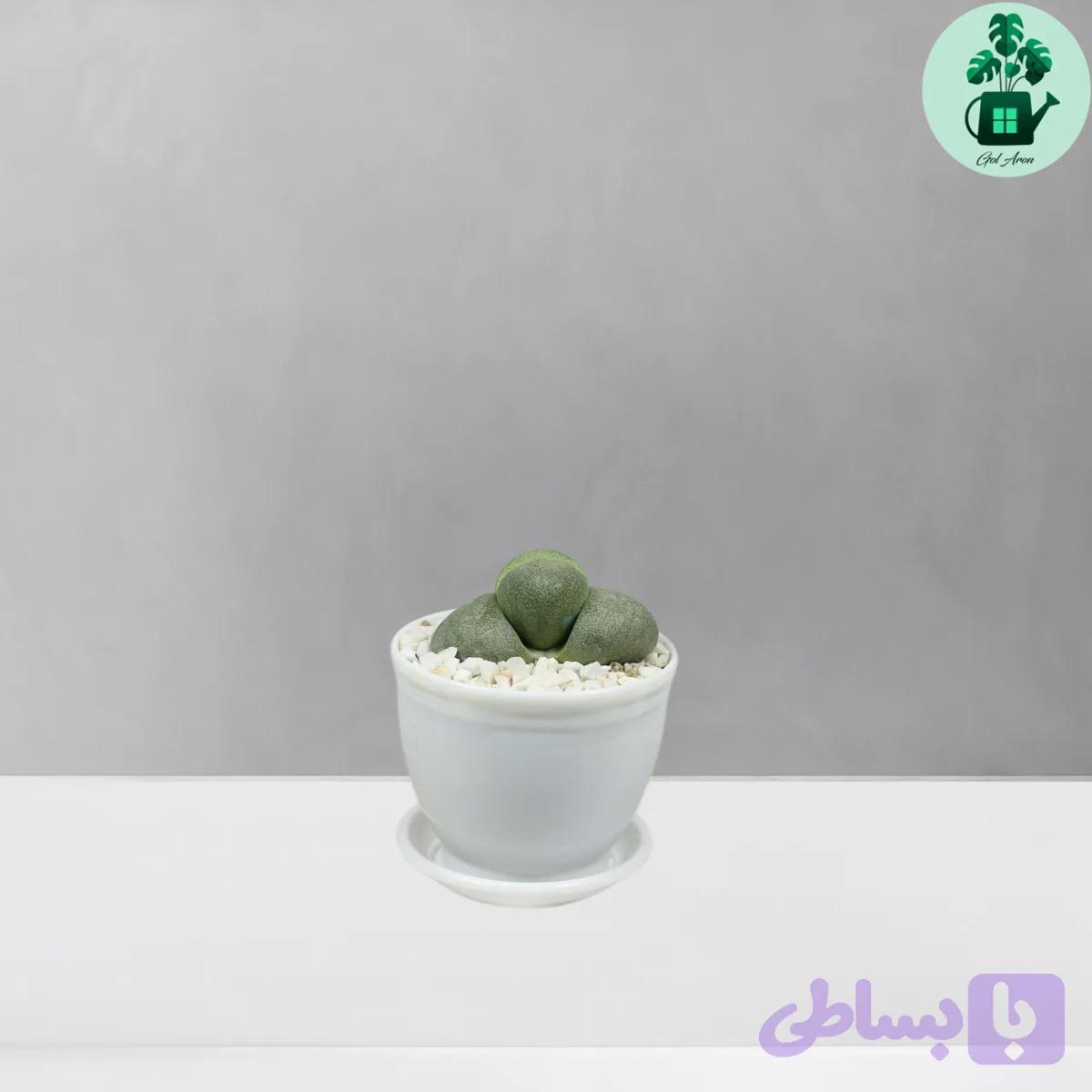 پیلوس پیلوس نلی — تصویر 1